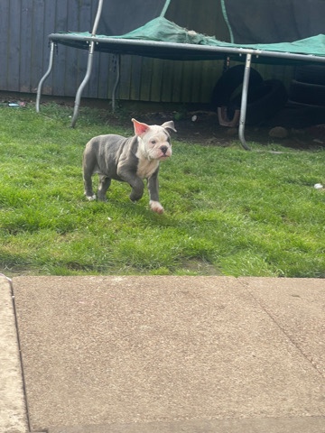 Bulldog – seal blue and white male