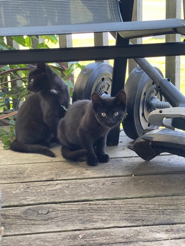 Russian White, Black and Tabby – Kittens for sale