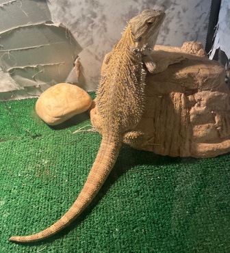 Bearded Dragon