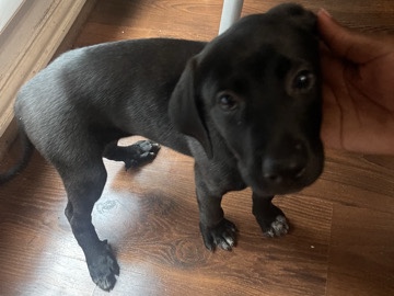 Labrador Retriever – Labrador Retrievers for sale – Arlington