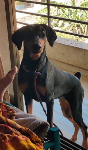 Doberman Pinscher – my Doberman pincher rehome 11 months old female