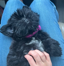 Shih Tzu – Shih Tzu AKC