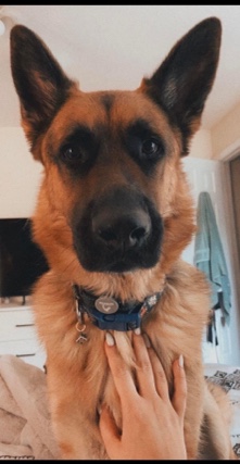German Shepherd – full blooded German Shepard