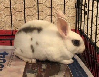 Mini Rex – Rabbit