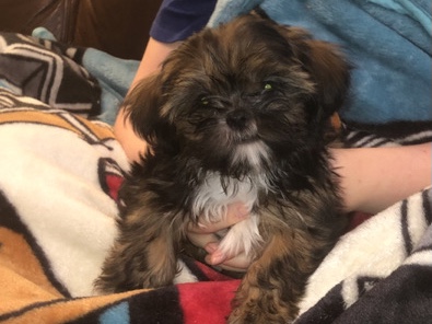 Shih Tzu – Shih Tzu male puppy – Chandler
