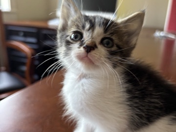 Maine Coon – Maine Coon Mix – Newcastle
