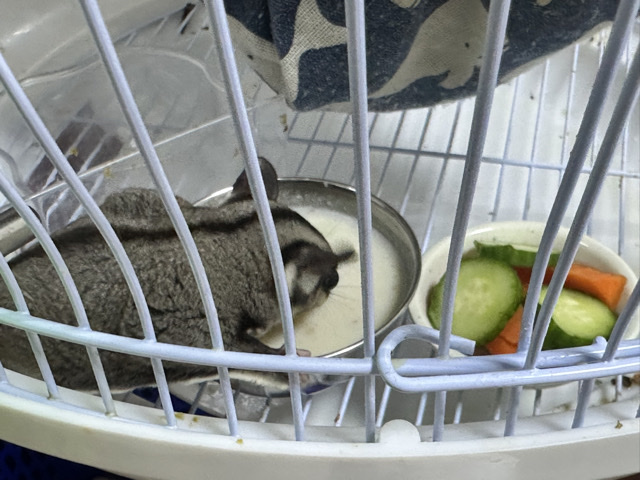 Sugar Glider – Friendly Sugar Glider for Sale – Abu Dhabi – Abu Dhabi