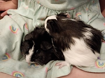 Guinea Pig – 2 male piggies – Wolfforth