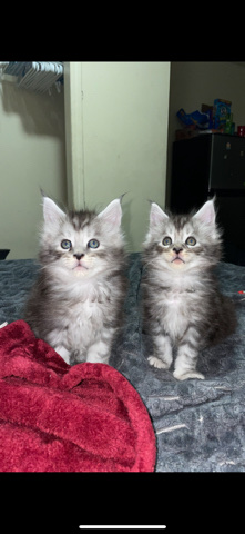 Maine ****