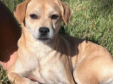Chihuahua – Chihuahua and Jack Russell mix – Tallapoosa