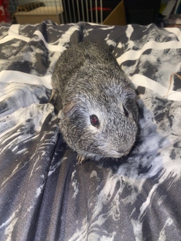 Guinea pig