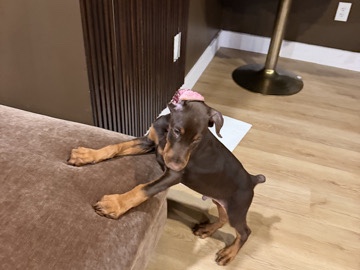 Doberman Pinscher – 8 week Chocolate Doberman! – Plymouth Meeting