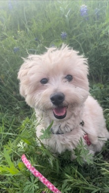 Lhasa Apso – Lhasa poodle mix Rehome
