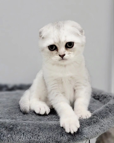 Scottish Fold – Scottish fold boy