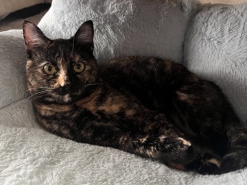 American Wirehair – Friendly American Wirehair Cat – 8 Months Old – Fort Worth