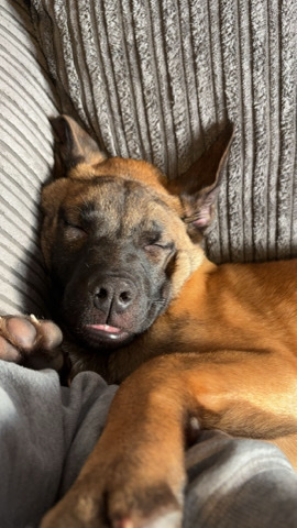 German Shepherd – Blitz the frenchie Shepherd 4 months