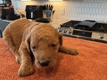 Goldendoodle – THREAT: Super Cute GOLDENDOODLES for Adoption! – Houston