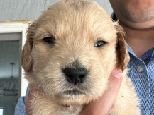 Golden Retriever – golden retrievers of florida – Brandon