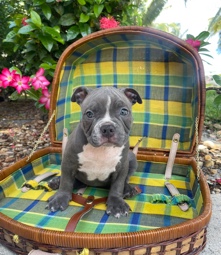 Toy Bulldog – Pocket bully puppy