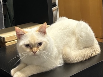British Shorthair – sehr junge männliche Kater vergeben – Wien