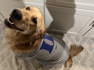 Golden Retriever – Charlie – Raeford