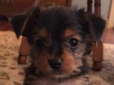 Yorkshire Terrier – Yorkie Puppies for Sale – Junction City