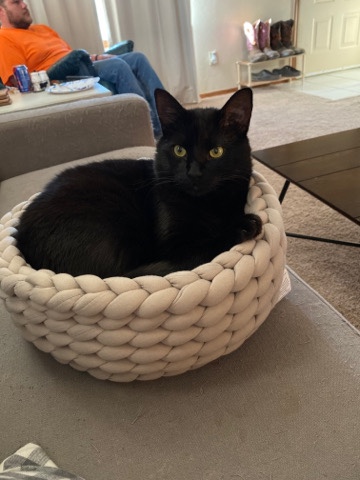 American Shorthair – Rehome