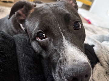 American Pit Bull Terrier – Sweet and cuddly girl in need of a new home. – Norfolk