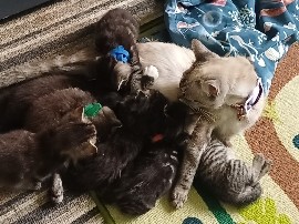 Siamese – Kittens two Males