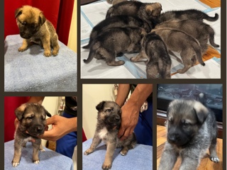 German Shepherd – German Shepard pups – Southfield