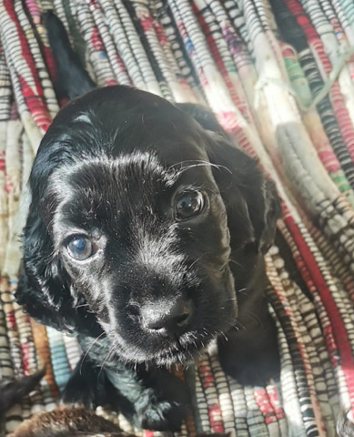 Cocker spaniel for sale
