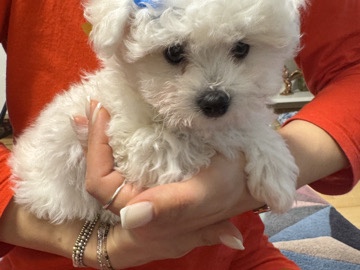 Bichon Frise – Maltesisk Bichon – Viby J