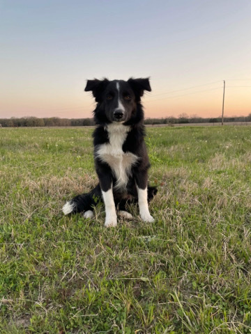 Border Collie – Breeding Pair Border Collies
