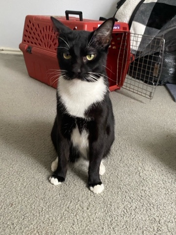 Tuxedo Cat
