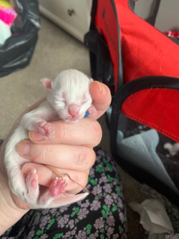 Ragdoll – stunning GCCF registered ragdolls