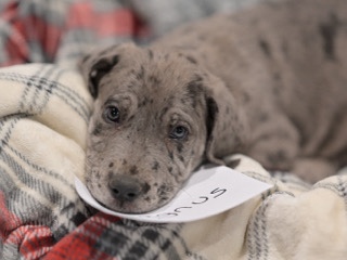 Great Dane – Great Dane Male – Denmark