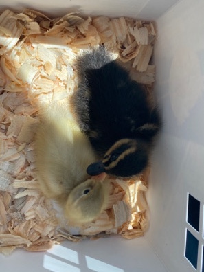 Baby ducks