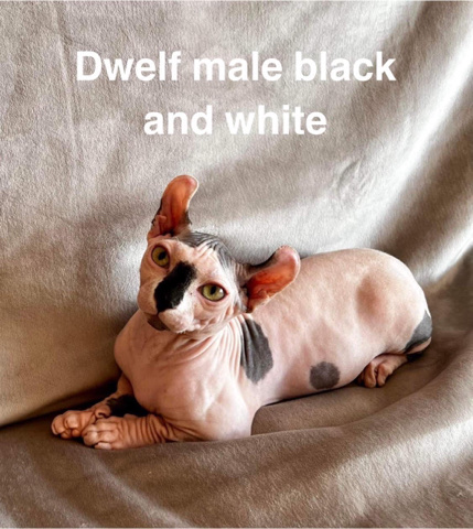 Sphynx – sphynx, elf, bambino, dwelf for sale