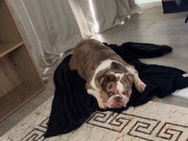 Olde English Bulldogge – old English bulldog – Swadlincote
