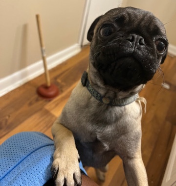 Pug – can’t keep him anymore