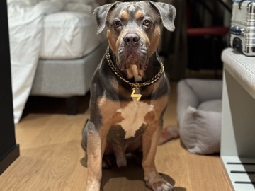 American Bulldog – American bully xl sucht liebevolle Familie – Pohlheim