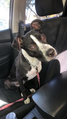American Pit Bull Terrier – free to good home