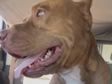 American Pit Bull Terrier – red nose pitbull ~ (Nestlé)- – Sarasota