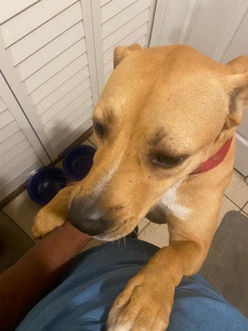Mixed Pitbull Great Dog For Sale