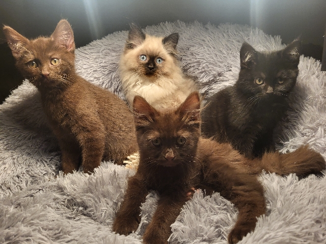 British Shorthair - 4 Britisch Kurzhaar Kitten  available for adoption in Plattenburg