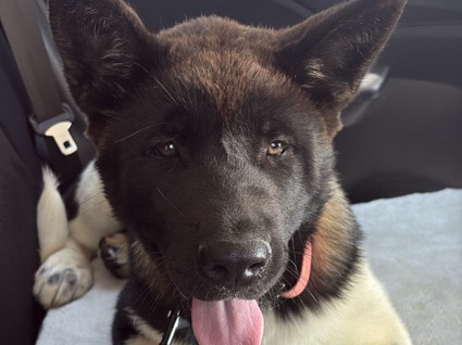 American Akita (pure breed)