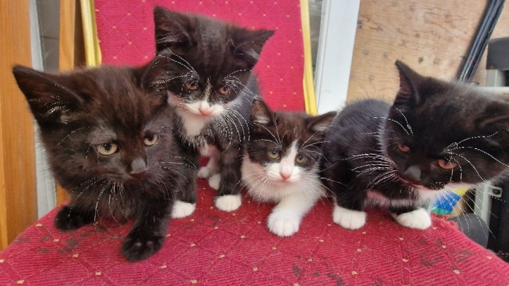 Russian White, Black and Tabby – 3 Mixed Bread Kittens for sale