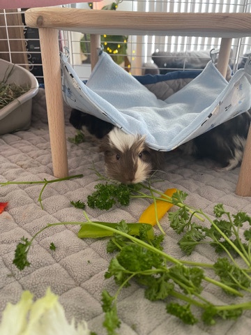 Any – rescue Guinea pigs!