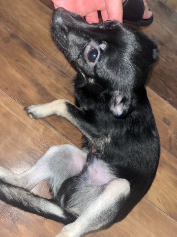 Chihuahua – Free dog