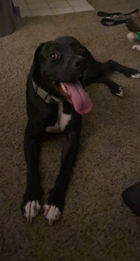 Boxer – Looking to rehome
